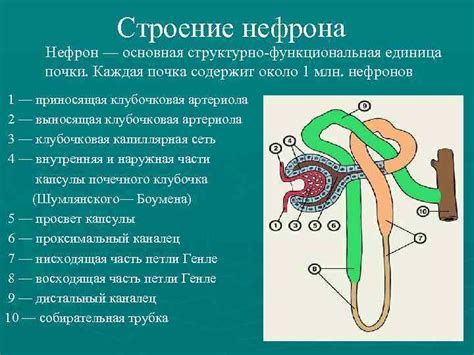 Значение мочевого пузыря у млекопитающих и его отсутствие у птиц