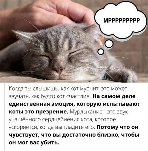 Значение мурлыканья для кошек