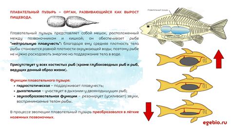 Значение отсутствия плавательного пузыря