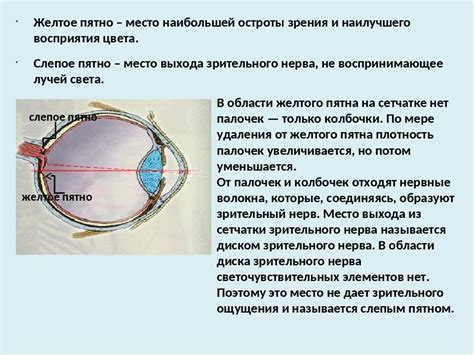 Значение слепого пятна в психологии и повседневной жизни