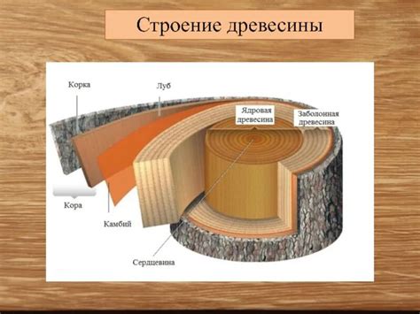 Значение слоя древесины в лесохозяйственной и строительной отраслях