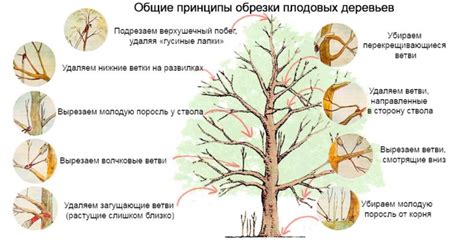 Значение смены осенней листвы для деревьев