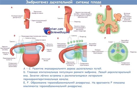 Значение созревания легких у плода