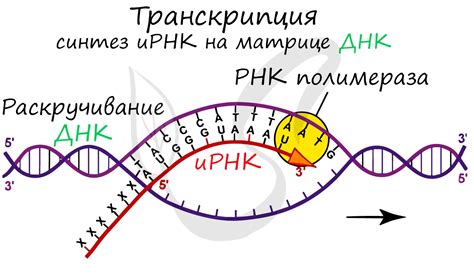 Значение транскрипции для образования РНК