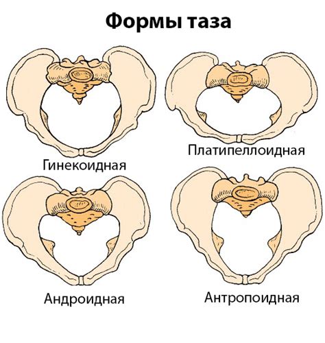 Значение формы таза для вертикального передвижения