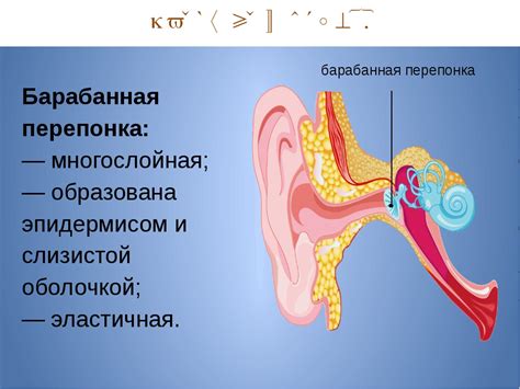 Значение чешущего уха