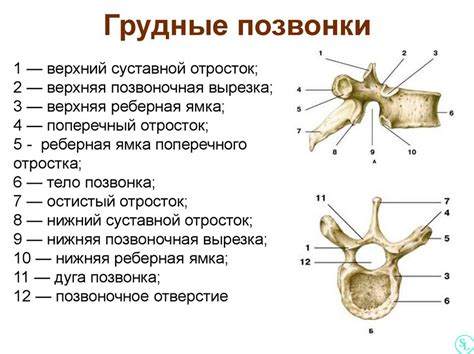 Значение числа позвонков для маневренности лебедя