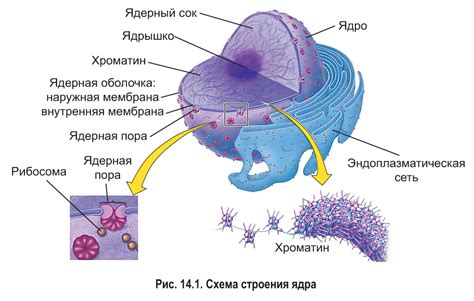 Значение ядра в клетке 6 класс