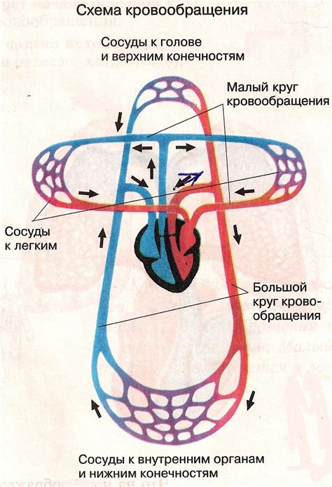 Изменение кровообращения