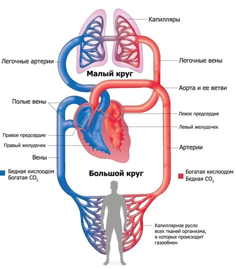 Изменение кровообращения в руках