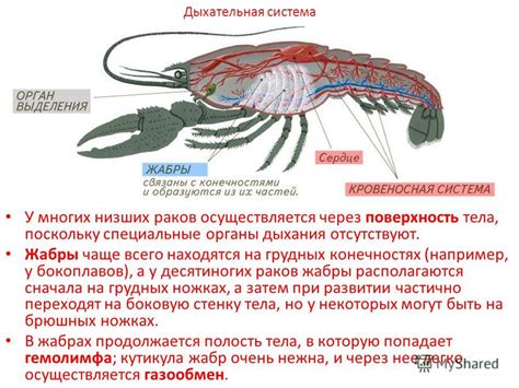 Изменение настроения у раков