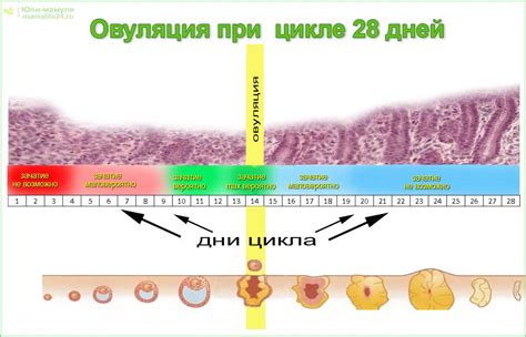 Изменения во время овуляции и полезная информация