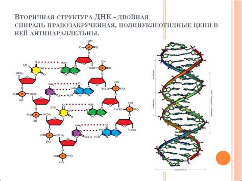 Изменения в ДНК и выживаемость популяции