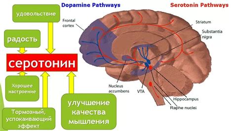 Изменения уровня серотонина