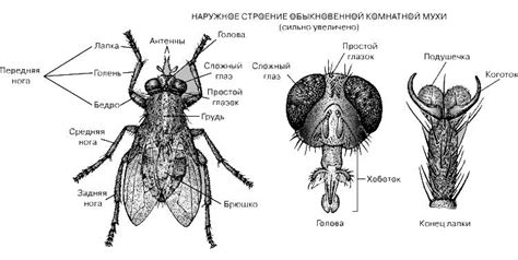 Изучение наследственности у мух много говорит о биологическом развитии