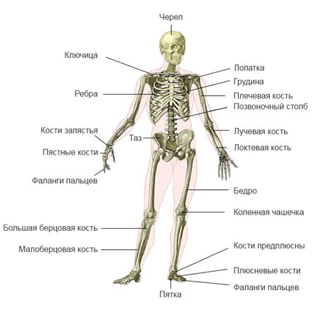 Из нескольких костей