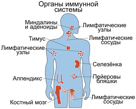 Иммунная система и подавление лимфоузлов