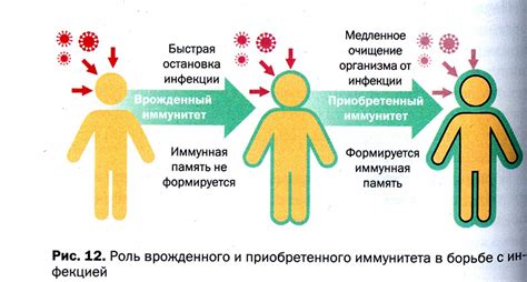 Иммунная система не сформирована