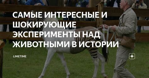 Интересные истории с героями-животными