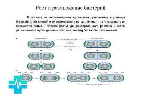 Инфекционная опасность: размножение патогенных бактерий в отходах картофеля