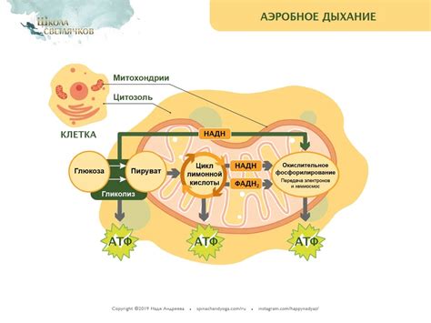 Исследование клеточного давления в разных жизненных средах