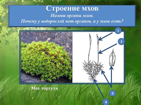 Исследования и применения мхов в науке и медицине