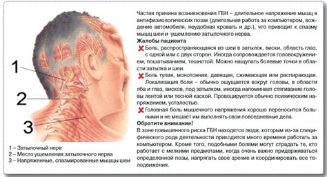 Исторические причины формирования узкой затылочной части