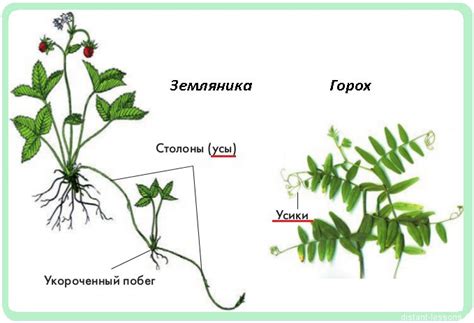 История и значение названий плетений земляники и шиповника