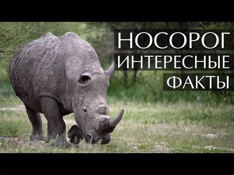 История названия носорога в русском языке