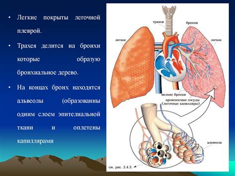 Истощение дыхательной системы