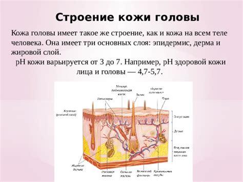 Истощение защитного слоя кожи головы