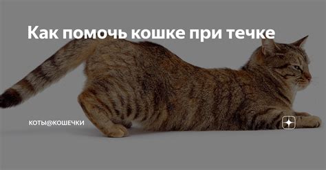 Итоги: насколько важно своевременно лечить постоянный приступ течки у кошек?