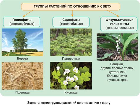 Какие виды растений не приспособлены к климату и почве Казахстана?