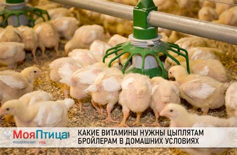 Какие добавки и витамины нужны для кормления бройлеров до забоя?