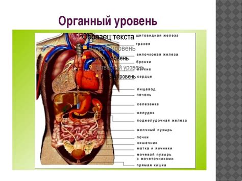 Какие органы являются побегами?