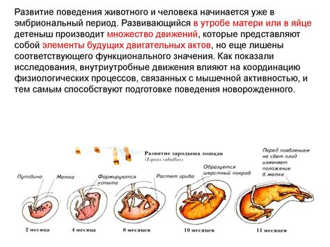 Какие факторы влияют на длительность онтогенеза у животных?