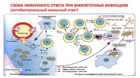 Какова функция иммунного барьера в организме?