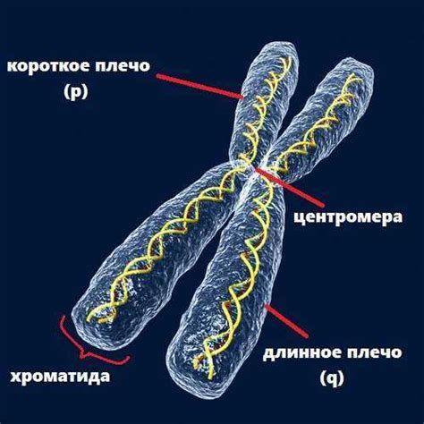 Каковы последствия неправильного количества хромосом?