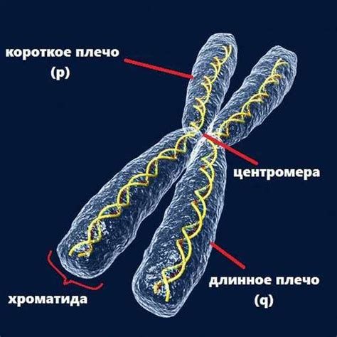 Какое значение имеет количество хромосом для клеточного развития?