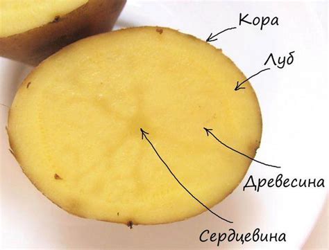 Какое количество семян картофеля выбрать?