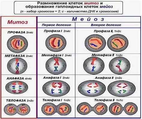 Какое количество хромосом имеет каждая новая клетка?