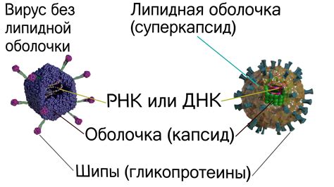 Как вирусы проникают в клетку