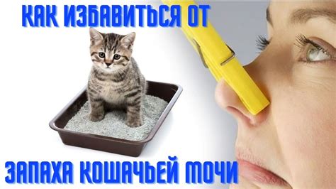 Как избавиться от запаха кошачьей мочи в ванной