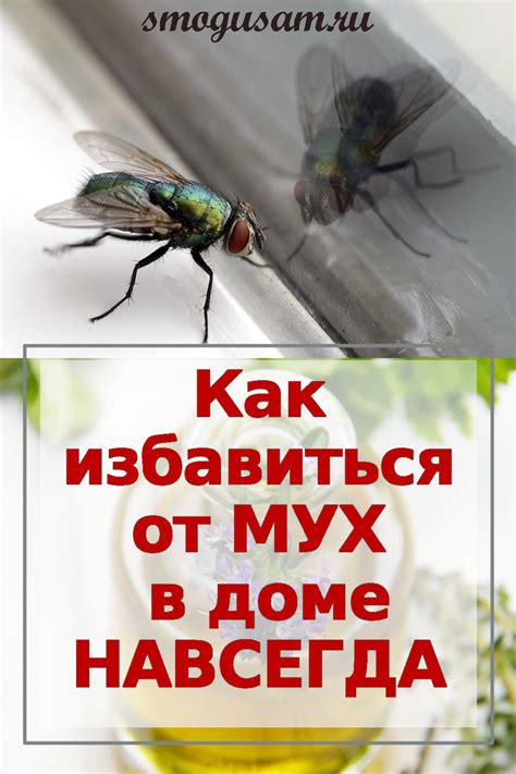 Как избавиться от мух