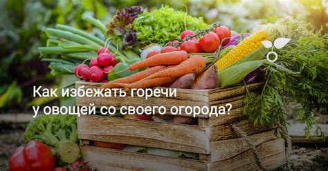 Как избежать горечи в кабачке после хранения?