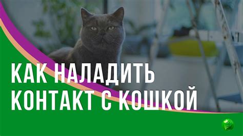 Как наладить контакт с кошкой: