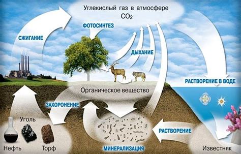 Как образуется углекислый газ в воде?