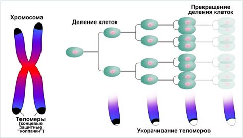 Как определить количество хромосом в клетке?