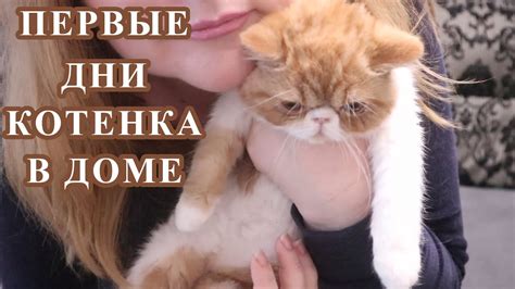 Как помочь котенку вернуть аппетит