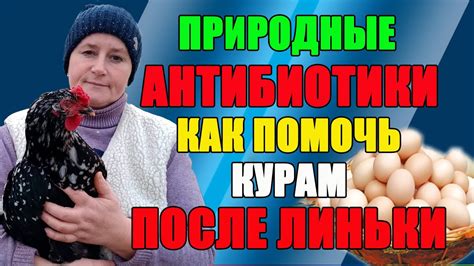 Как помочь курам обрасти пером после линьки